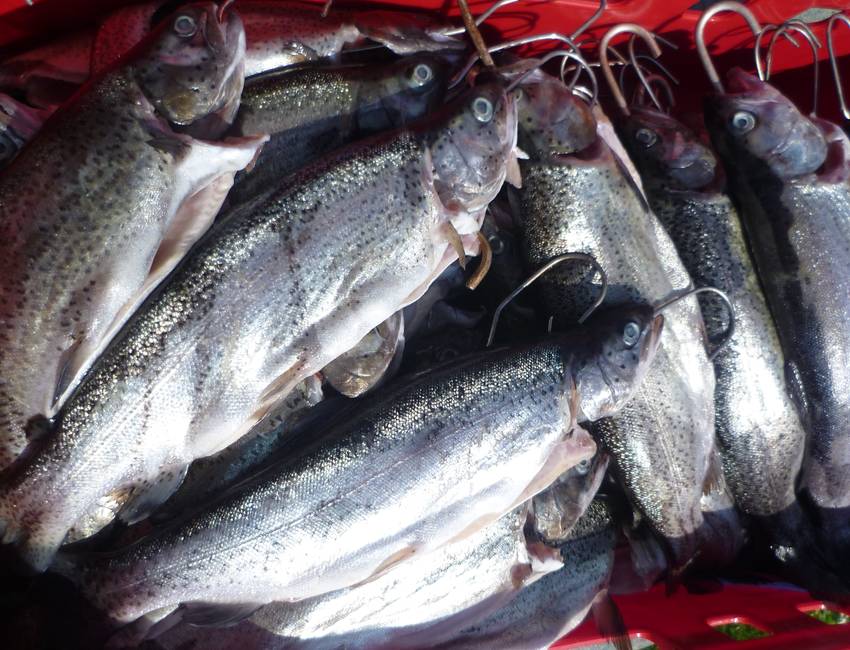 Angebote Fischhandel Straubing